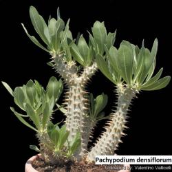 Kaktusi: Pachypodium densiflorum - 5 semenki