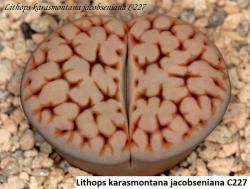 Seme cveća: Lithops karasmontana jacobseniana C227 - 20 semenki