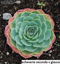 Seme cveća: Echeveria secunda v Glauca - 20 semenki