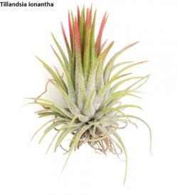 Seme cveća: Tillandsia ionanatha- 10 semenki