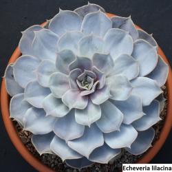 Seme cveća: Echeveria liliacina - 20 semenki