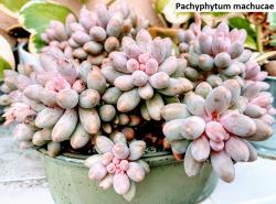 Seme cveća: Pachyphytum machuchae - 20 semenki