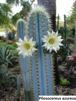 Kaktusi: Pilosocereus azureus - 5 semenki