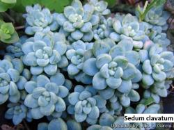 Kaktusi: Sedum clavatum - 20 semenki