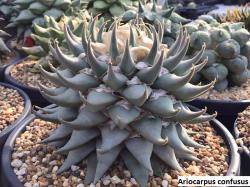 Kaktusi: Ariocarpus confusus - 10 semenki