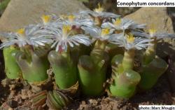 Kaktusi: Conophytum concordans - 10 semenki