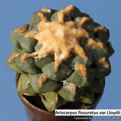 Seme cveća: Ariocarpus fissuratus var Lloydii- 10 semenki