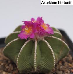 Kaktusi: Aztekium hintonii - 10 semenki