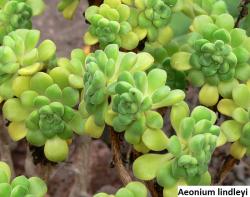 Kaktusi: Aeonium lindleyi - 20 semenki