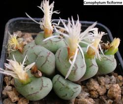 Kaktusi: Conophytum ficiforme - 10 semenki