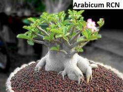 Seme cveća: Adenium arabicum /RCN/ - 5 semenki