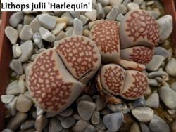 Seme cveća: Lithops julii /Harlequin/ - 10 semenki