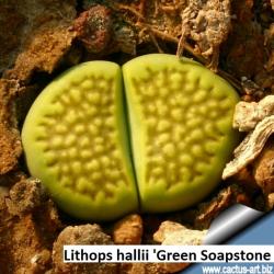 Seme cveća: Lithops hallii v. ochracea /Green Soapstone/ - 10 semenki