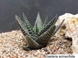 Seme cveća: Gasteria mix - 10 semenki