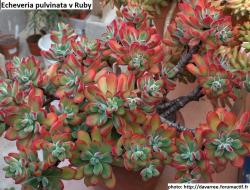 Seme cveća: Echeveria pulvinata v Ruby - 20 semenki