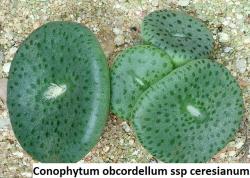 Seme cveća: Conophytum obcordellum ssp ceresianum - 10 semenki