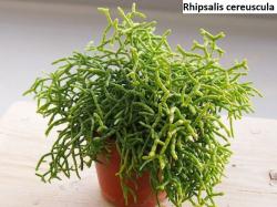 Seme cveća: Rhipsalis cereuscula - 20 semenki