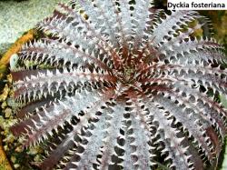 Seme cveća: Dyckia fosteriana - 10 semenki