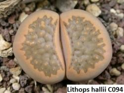 Seme cveća: Lithops hallii /C094/ - 20 semenki