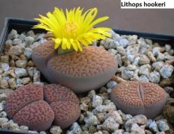 Seme cveća: Lithops hookeri mix - 20 semenki