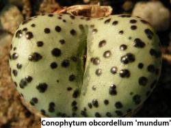 Seme cveća: Conophytum obcordellum mundum - 10 semenki