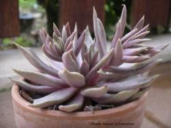 Seme cveća: Echeveria bifida - 20 semenki