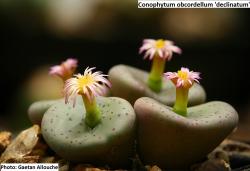 Seme cveća: Conophytum obcordellum declinatum - 10 semenki