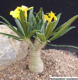 Seme cveća: Pachypodium rosulatum  ssp. cactipes- 5 semenki