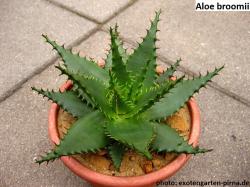 Seme cveća: Aloe broomii - 5 semenki