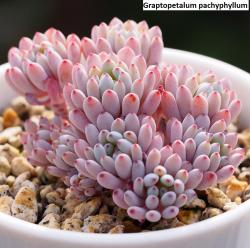 Seme cveća: Graptopetalum pachyphyllum - 20 semenki