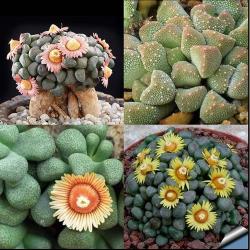 Seme cveća: Aloinopsis mix - 20 semenki