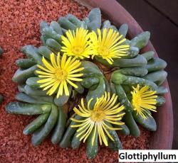 Seme cveća: Glottiphyllum mix - 20 semenki