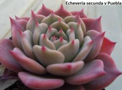 Seme cveća: Echeveria secunda v Puebla - 20 semenki