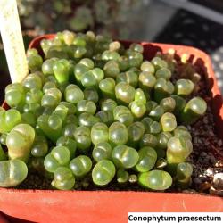 Seme cveća: Conophytum praesectum - 20 semenki