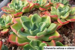 Seme cveća: Echeveria setosa v oteroi - 20 semenki