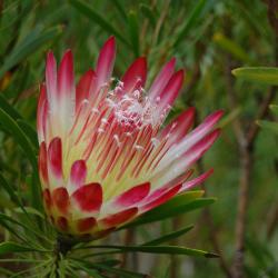 Seme cveća: Protea repens - 5 semenki