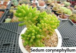 Kaktusi: Sedum corynephyllum - 20 semenki