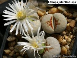 Seme cveća: Lithops julii /Hot Lips/ - 10 semenki