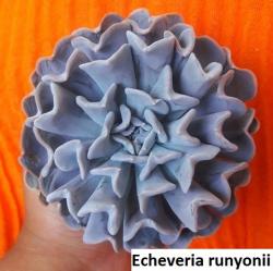 Seme cveća: Echeveria runyonii - 20 semenki