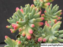 Seme cveća: Sedum pachyphyllum - 20 semenki