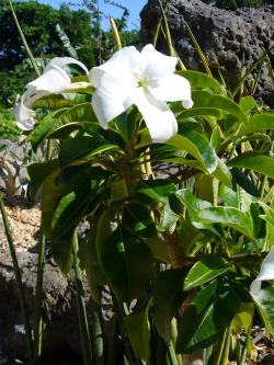 Seme cveća: Pachypodium decaryi - 5 semenki