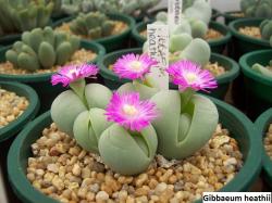 Kaktusi: Gibbaeum heathii - 20 semenki