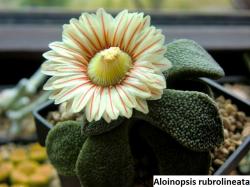 Seme cveća: Aloinopsis rubrolineata - 20 semenki