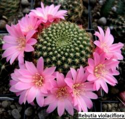 Kaktusi: Rebutia violaciflora (minuscula) - 10 semenki