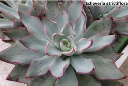 Seme cveća: Echeveria strictiflora - 20 semenki