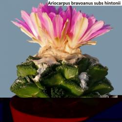 Kaktusi: Ariocarpus bravoanus - 10 semenki