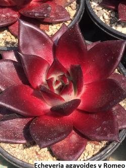 Seme cveća: Echeveria agavoides v Romeo - 20 semenki