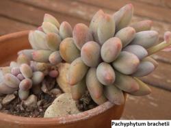 Seme cveća: Pachyphytum brachetii - 20 semenki