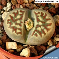 Seme cveća: Lithops dorothea /C124/ - 20 semenki