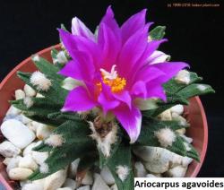 Kaktusi: Ariocarpus agavoides - 10 semenki